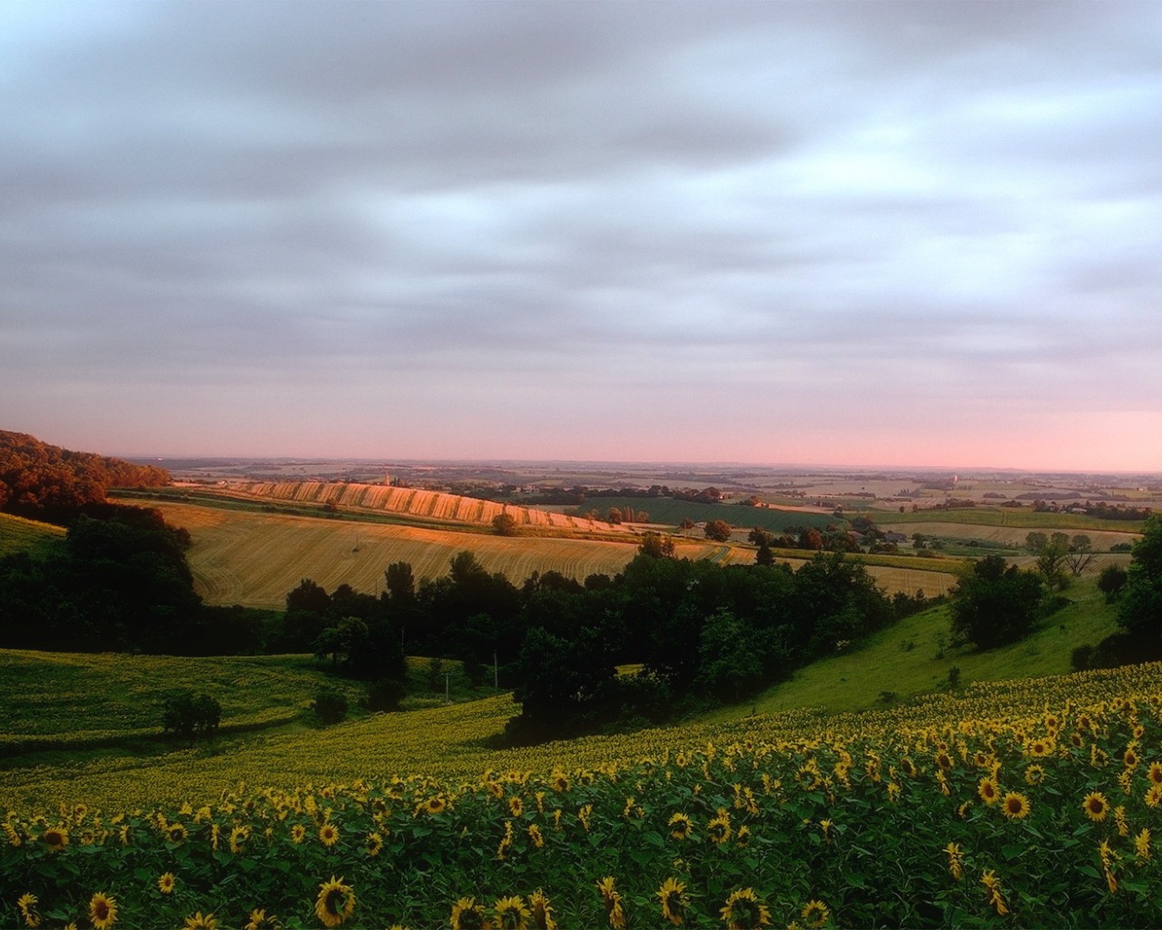 Поле подсолнечника на холмах