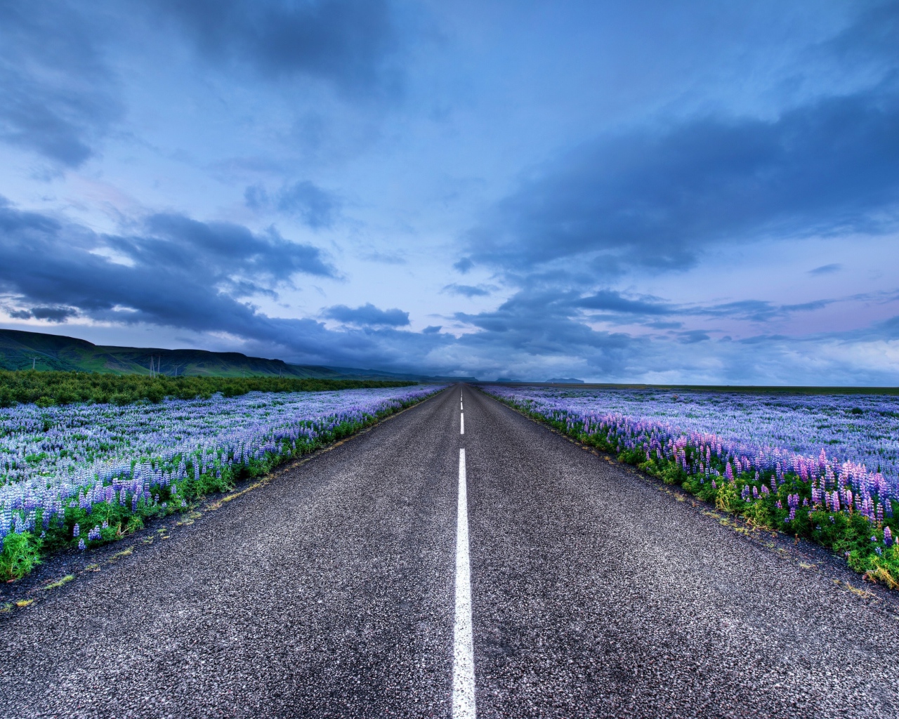 Дорога среди синих полей