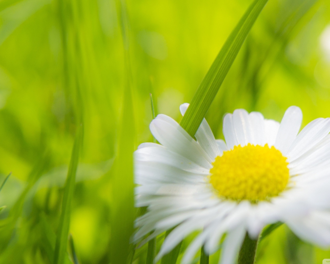 Травинка между лепестками ромашки