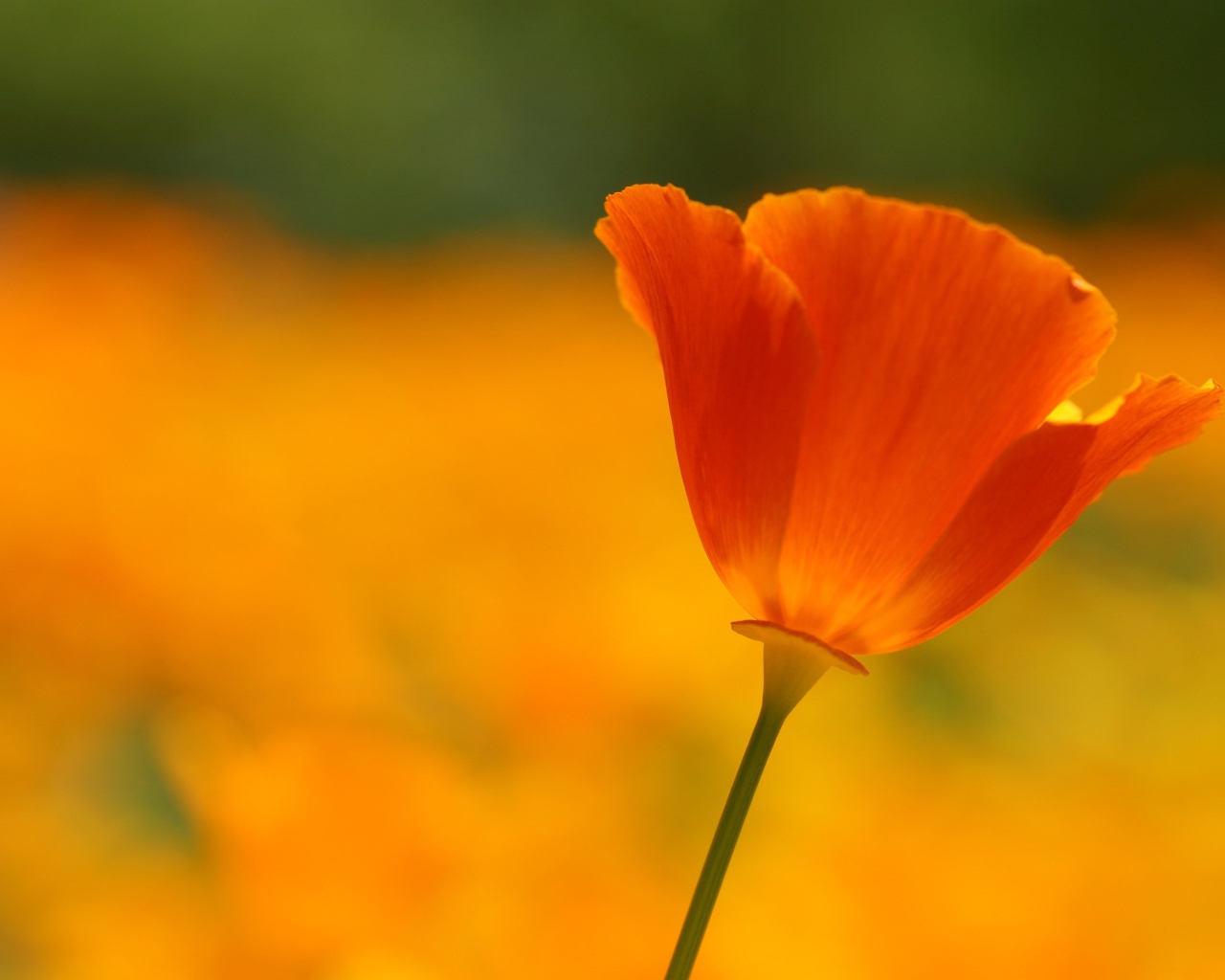 Одинокий красный цветок