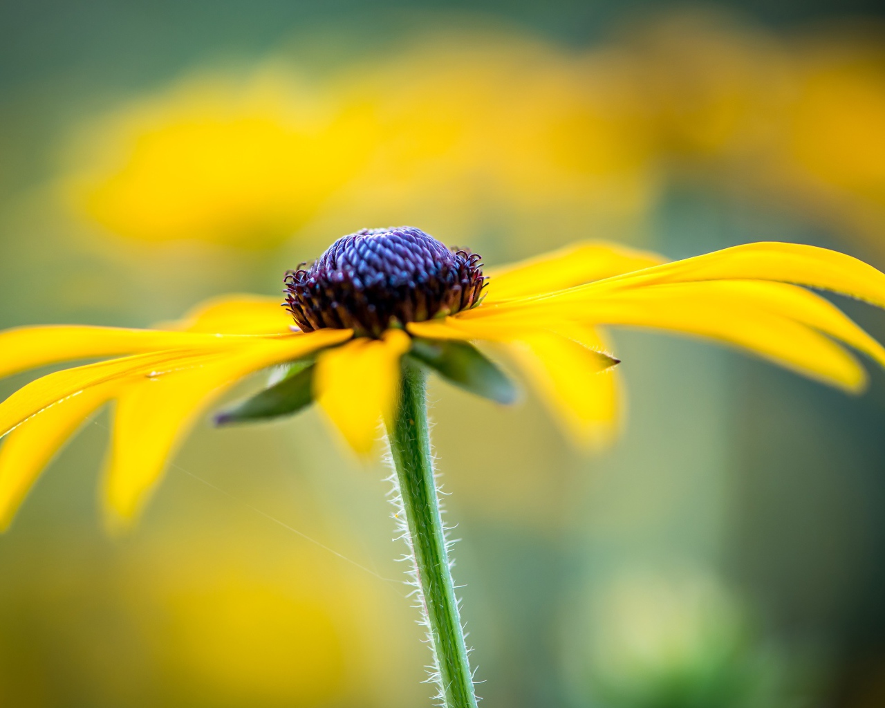 Черная сердцевина желтой ромашки