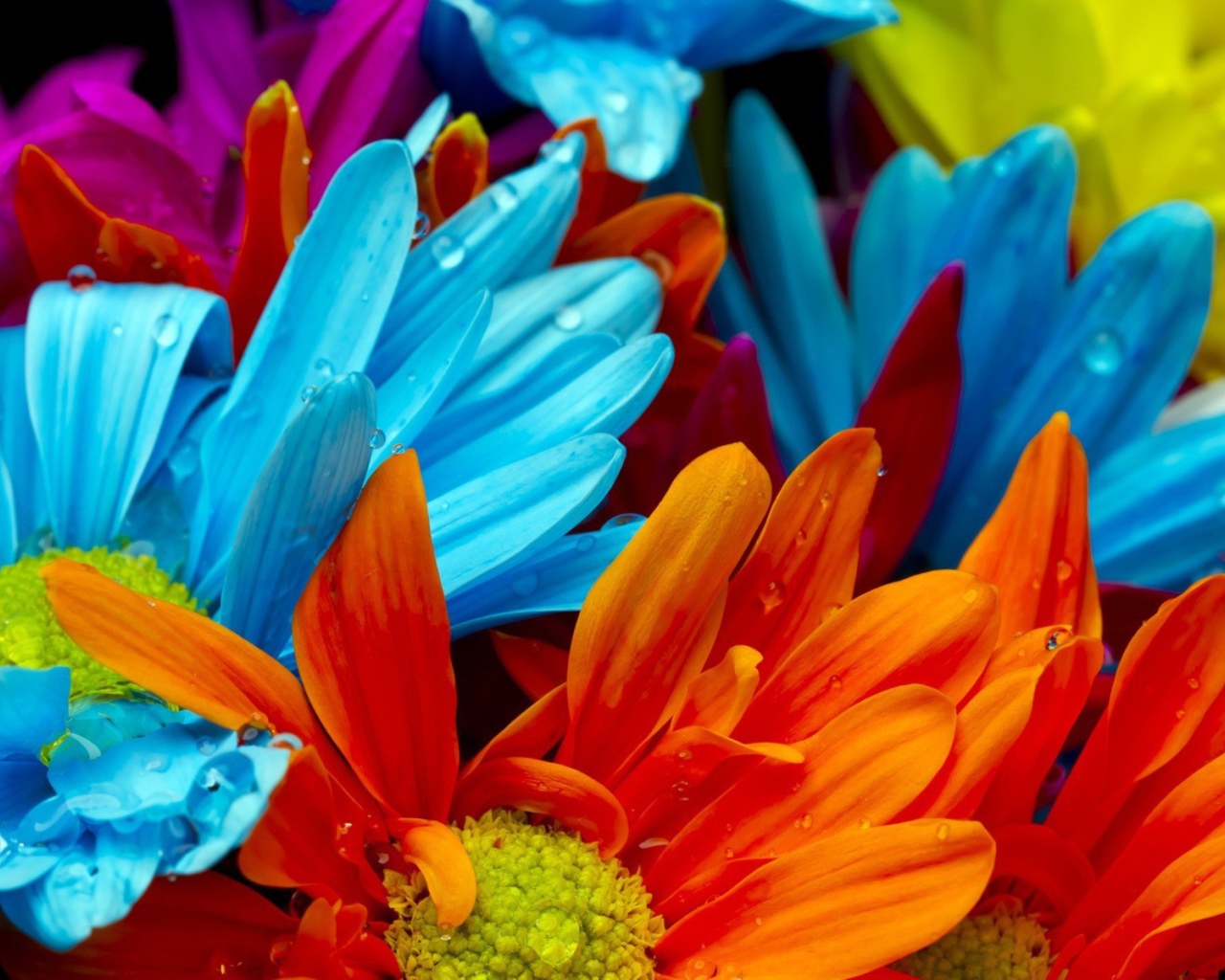 Голубые и оранжевые цветы в росе