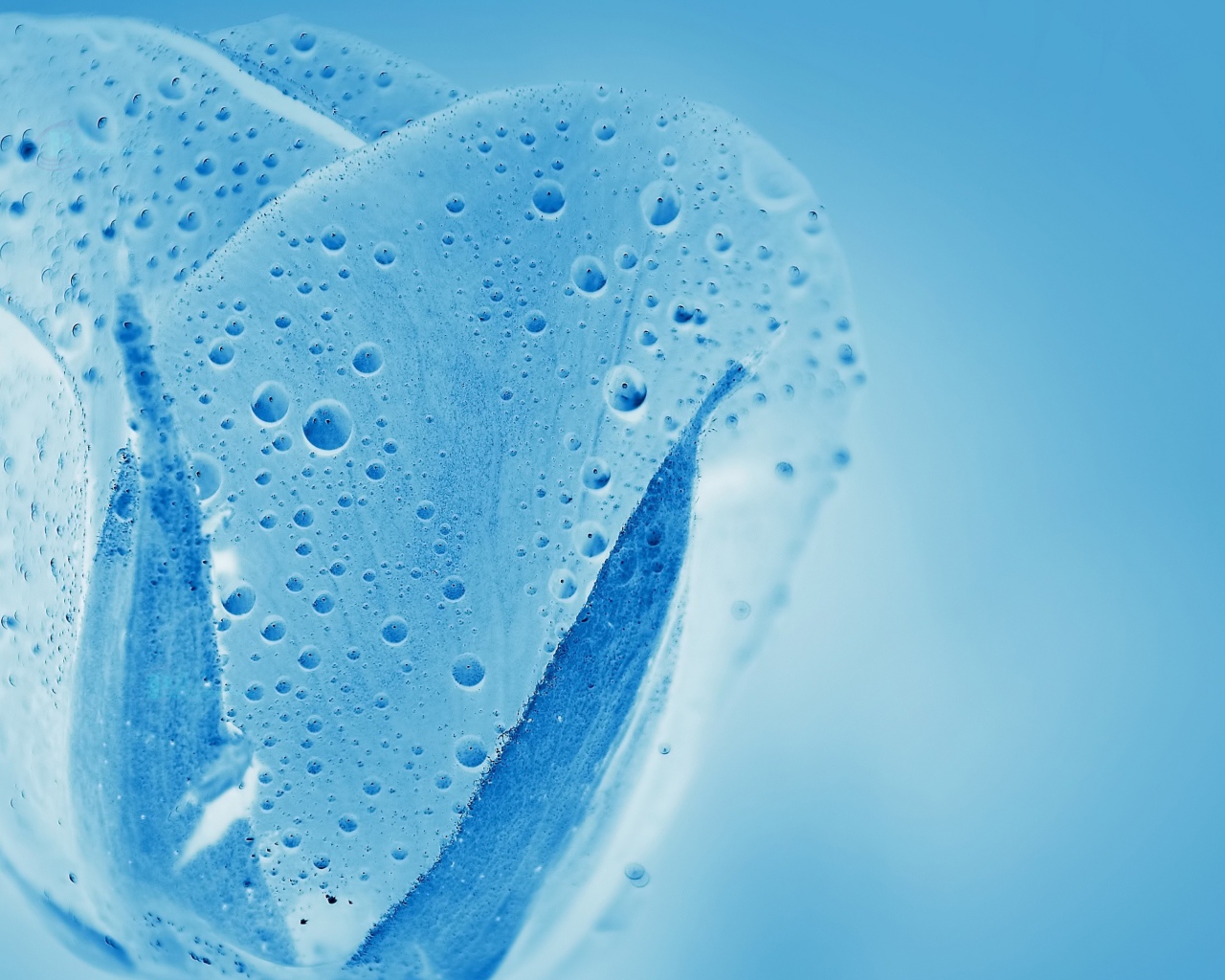 Голубой прозрачный тюльпан