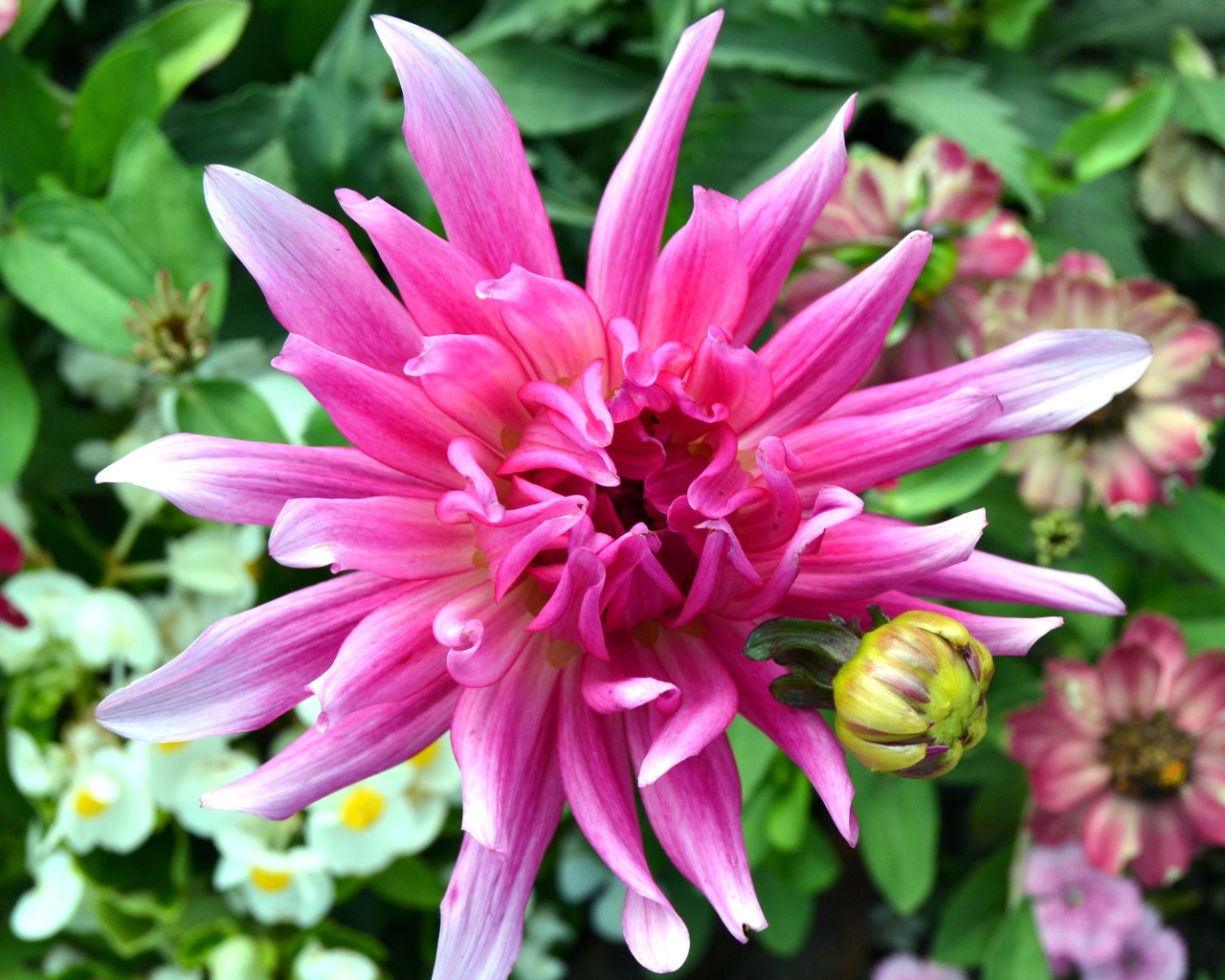 Яркий розовый экзотический цветок