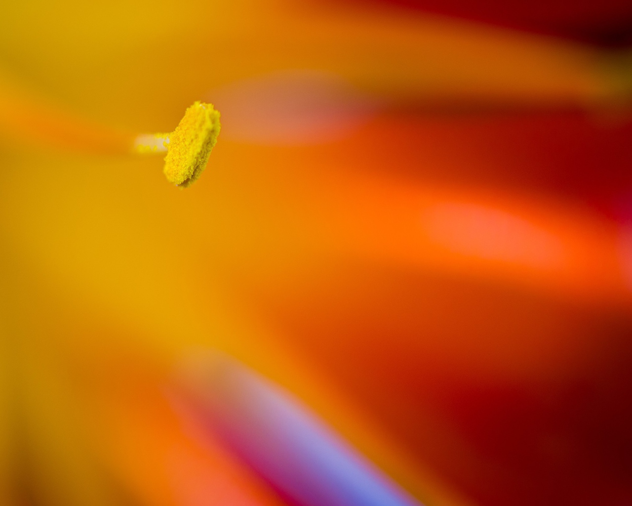 Желтый пестик яркого цветка