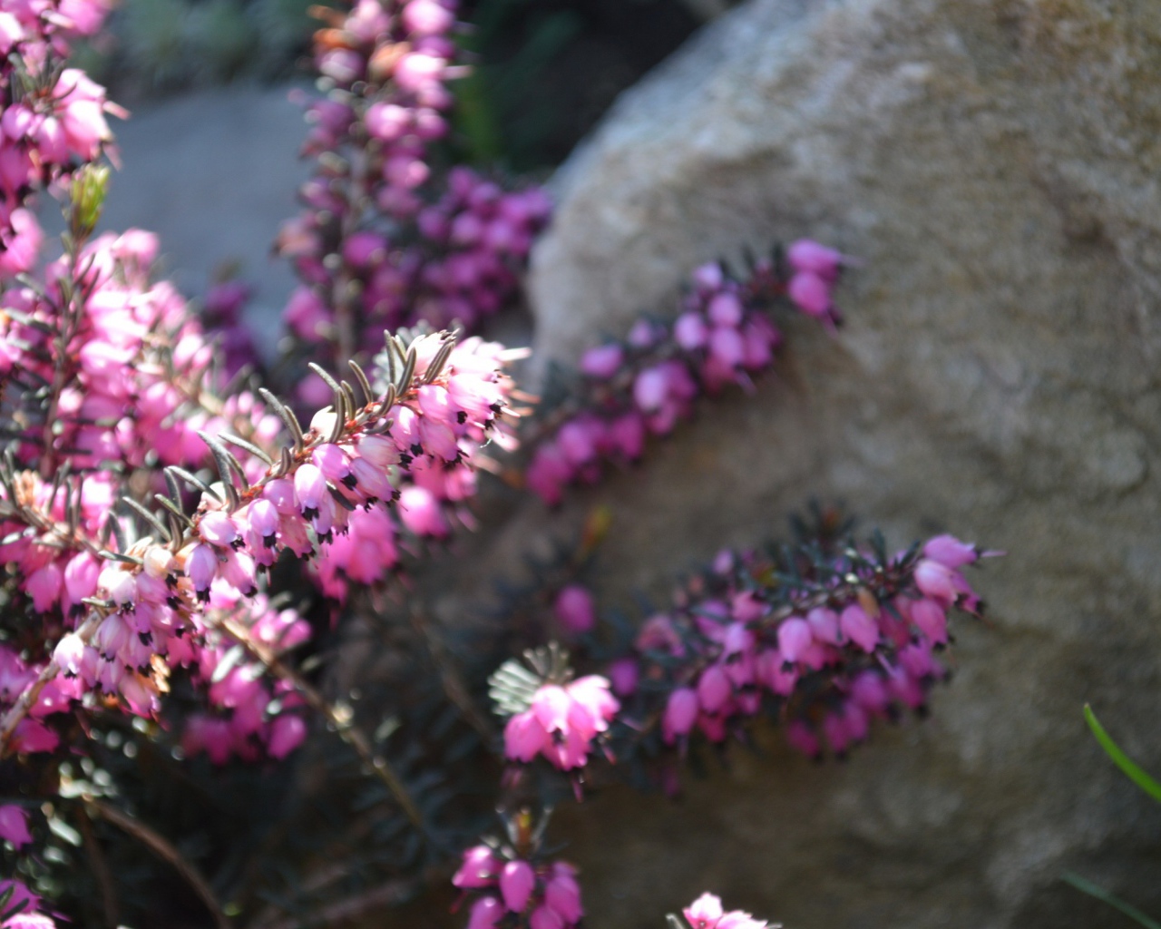 Кисти розовых цветов у камня