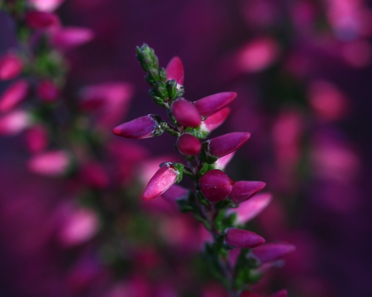 Кисточка розовых бутонов готова раскрыться