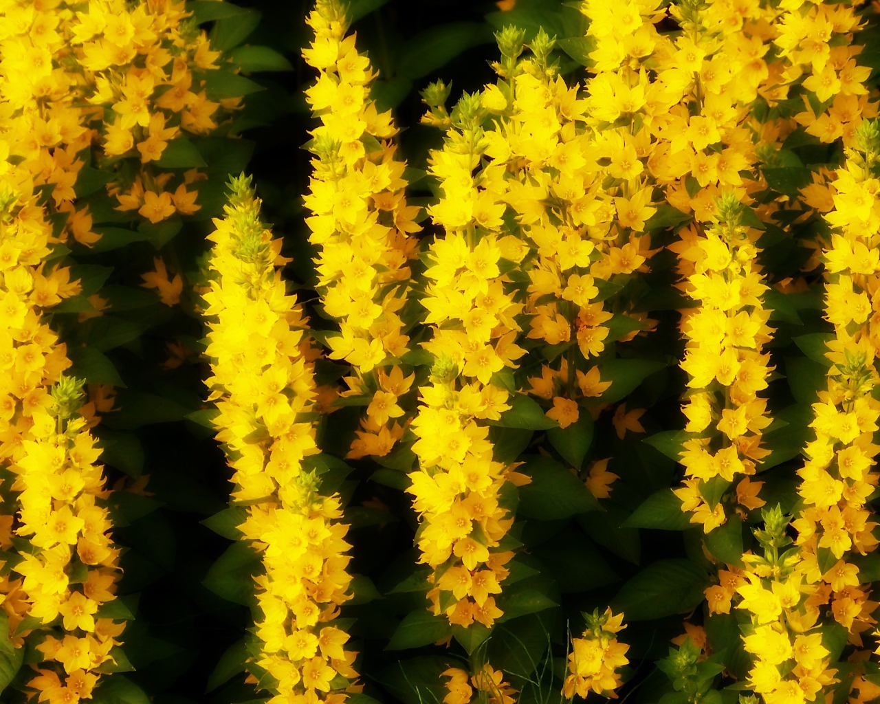 Кисти маленьких желтых цветов