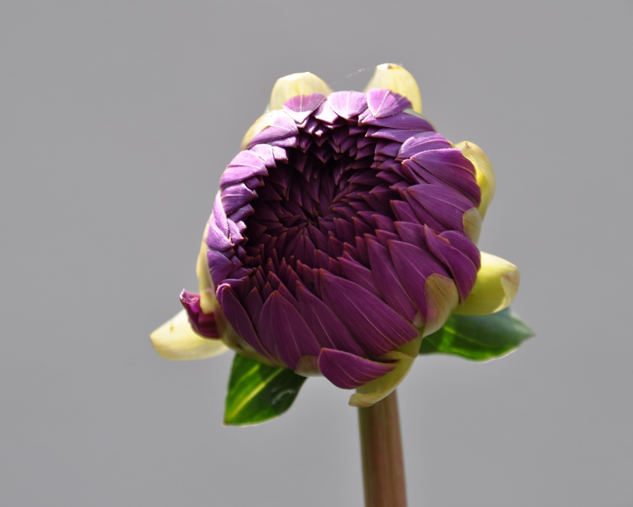 Бутон большого фиолетового цветка на сером фоне