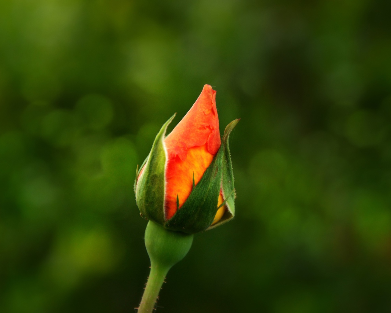 Бутон оранжевой розы на зеленом фоне