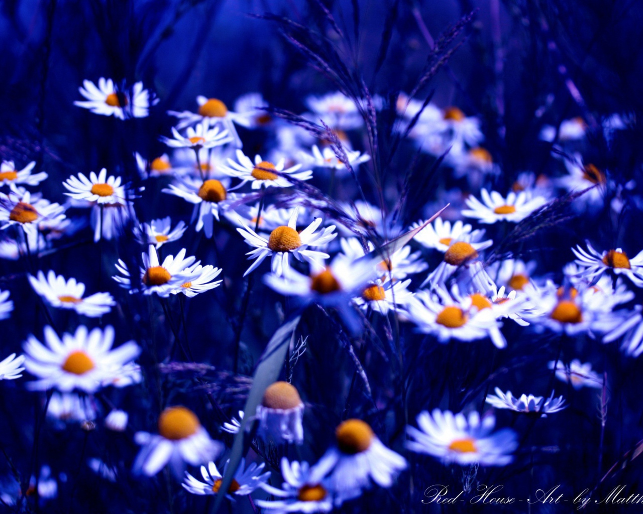 Ромашки в синем свете