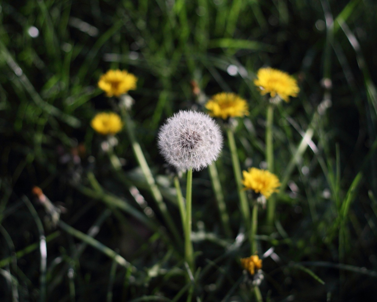 Одуванчики в поле