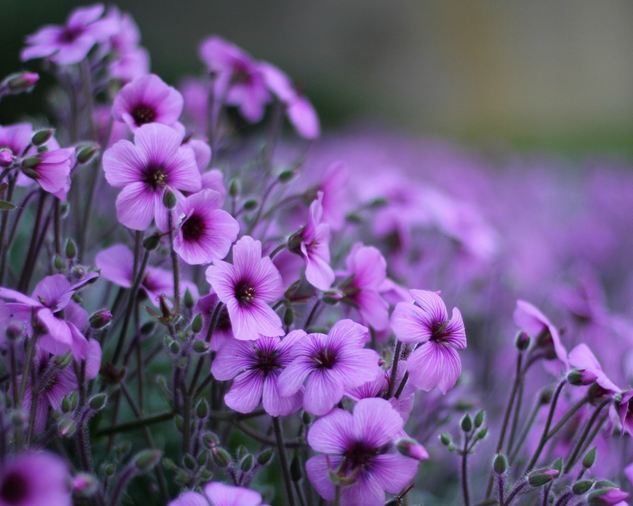 Нежные цветы герани