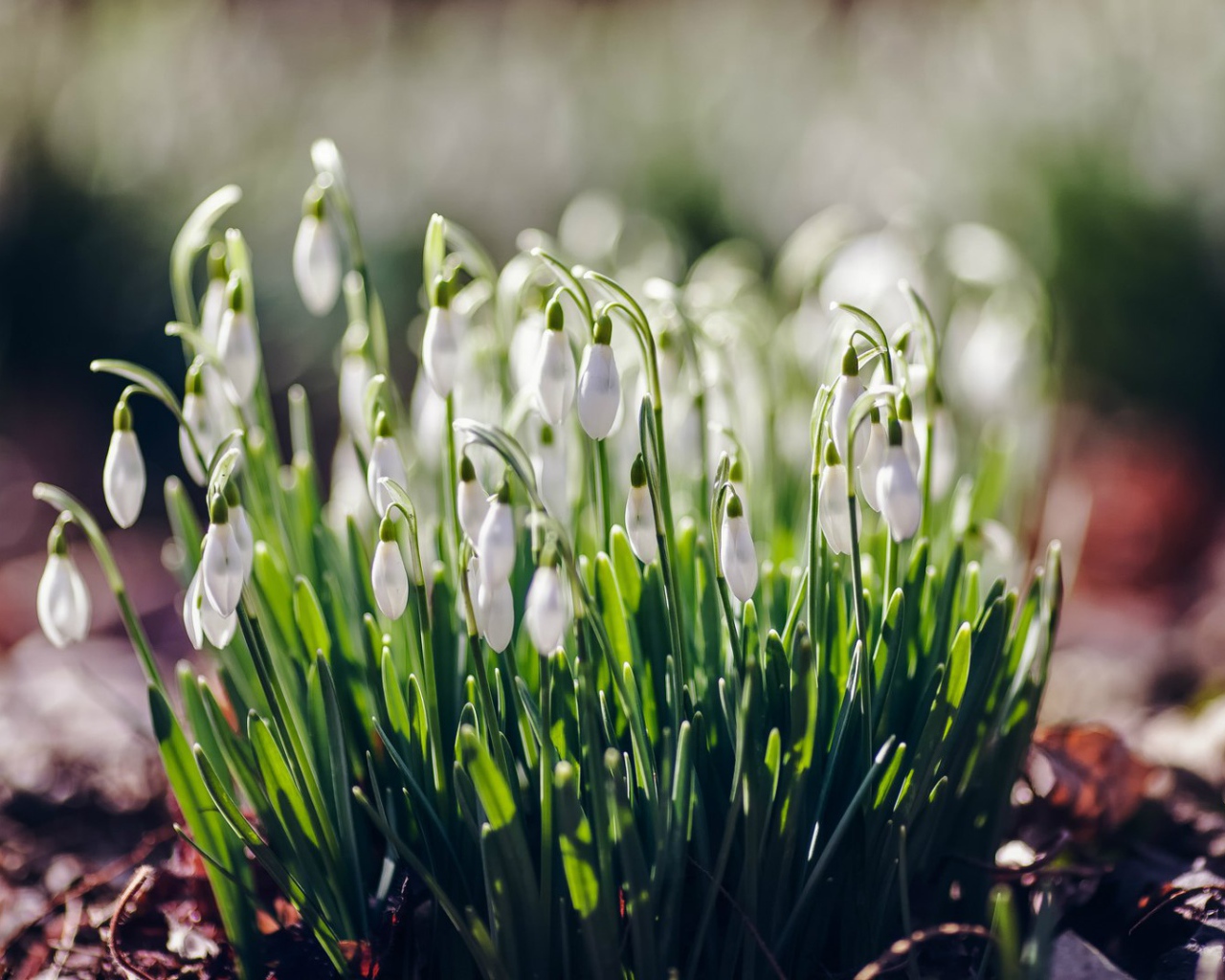 Нежные подснежники Галантус