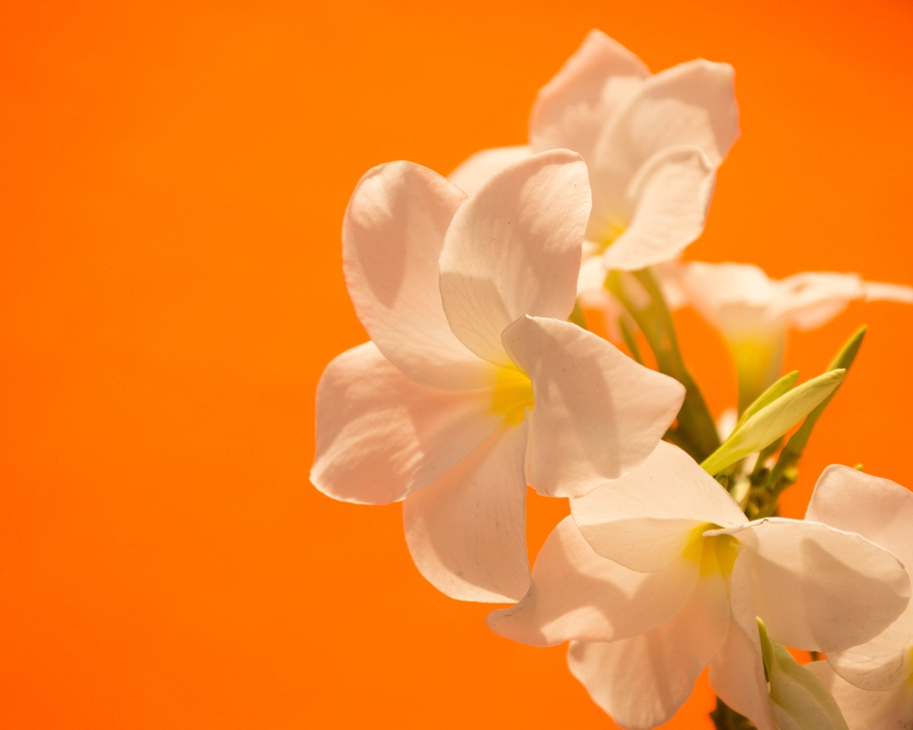 Нежные белые цветы на оранжевом фоне
