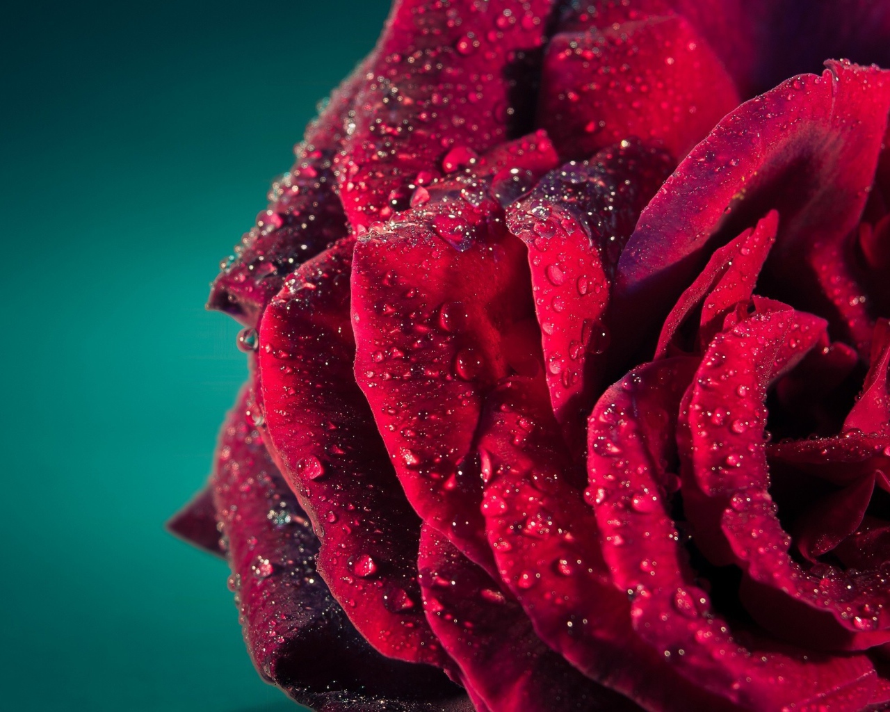 Роса на лепестках красной розы