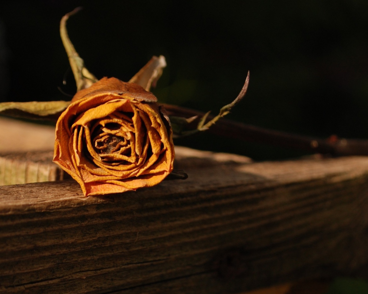 Засохшая оранжевая роза