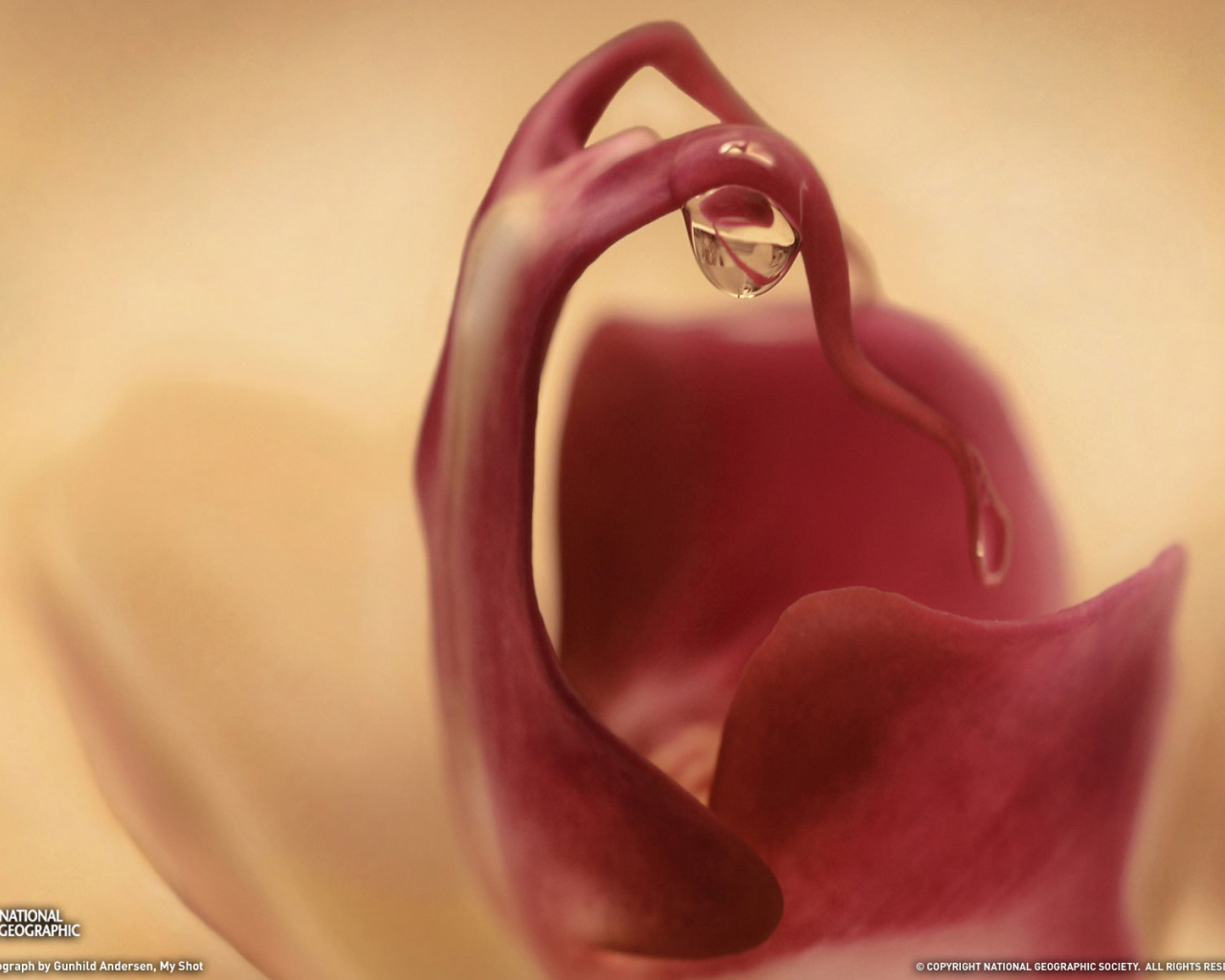 Капля на цветке орхидеи