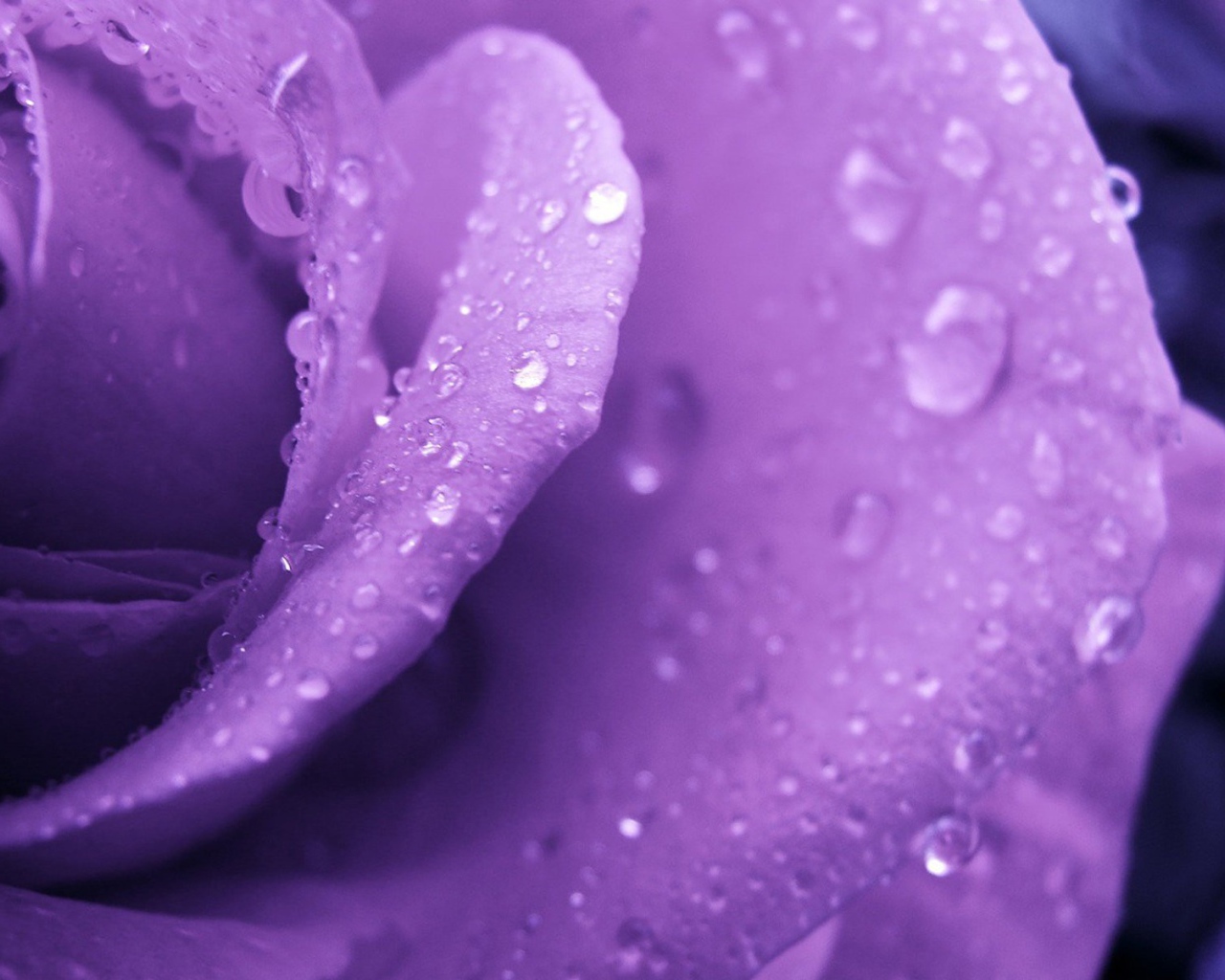 Капли росы на фиолетовой розе