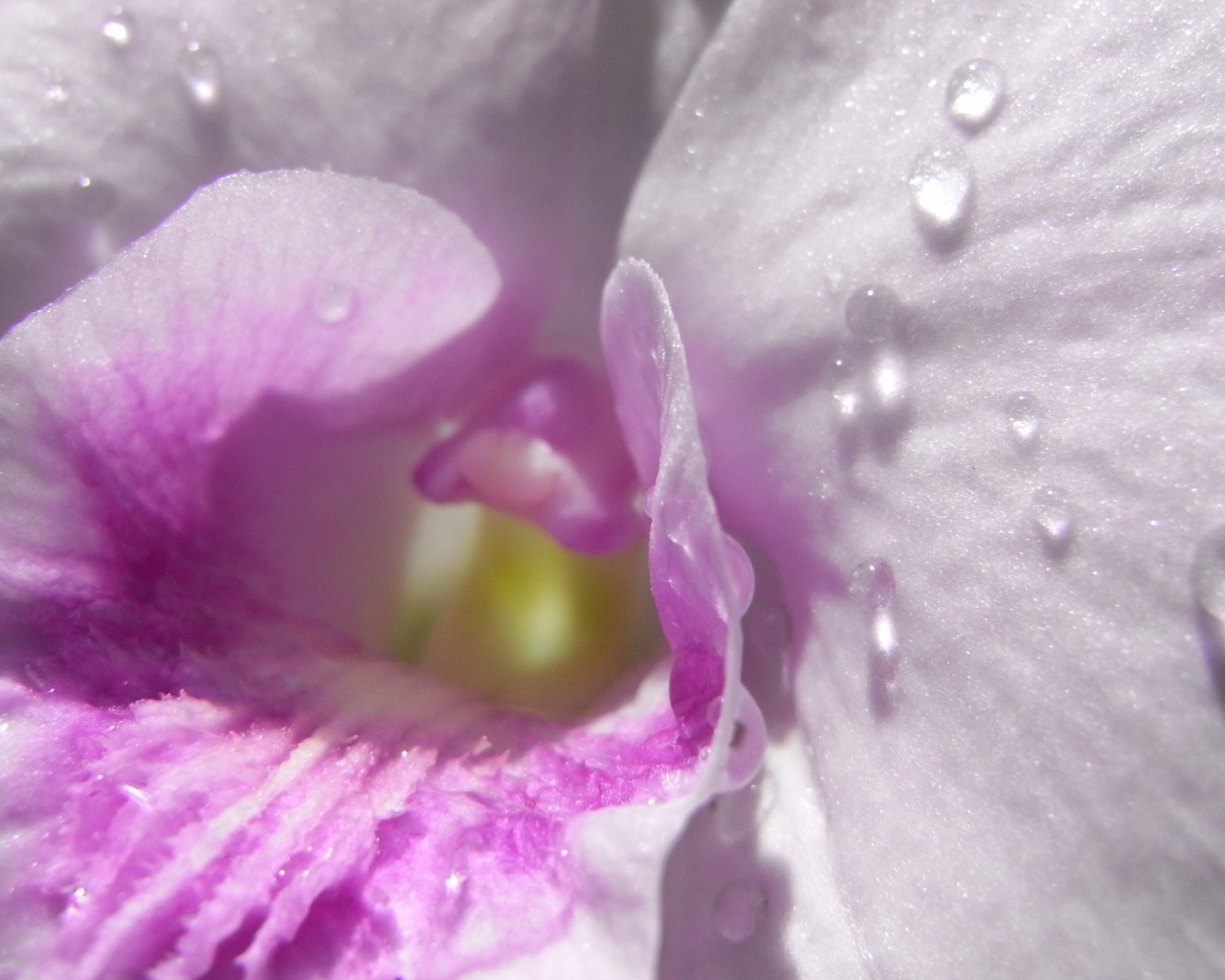 Капли влаги внутри нежно розового цветка