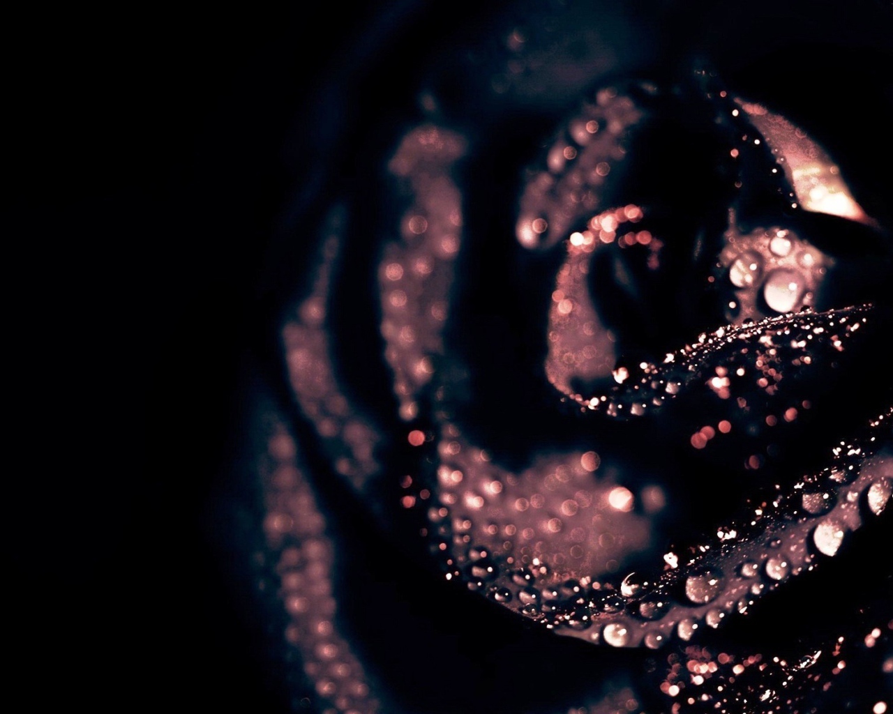 Капли воды на черной розе