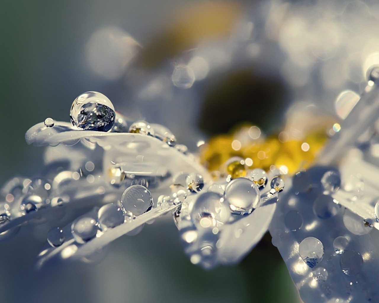 Капли воды на полу прозрачных лепестках цветка