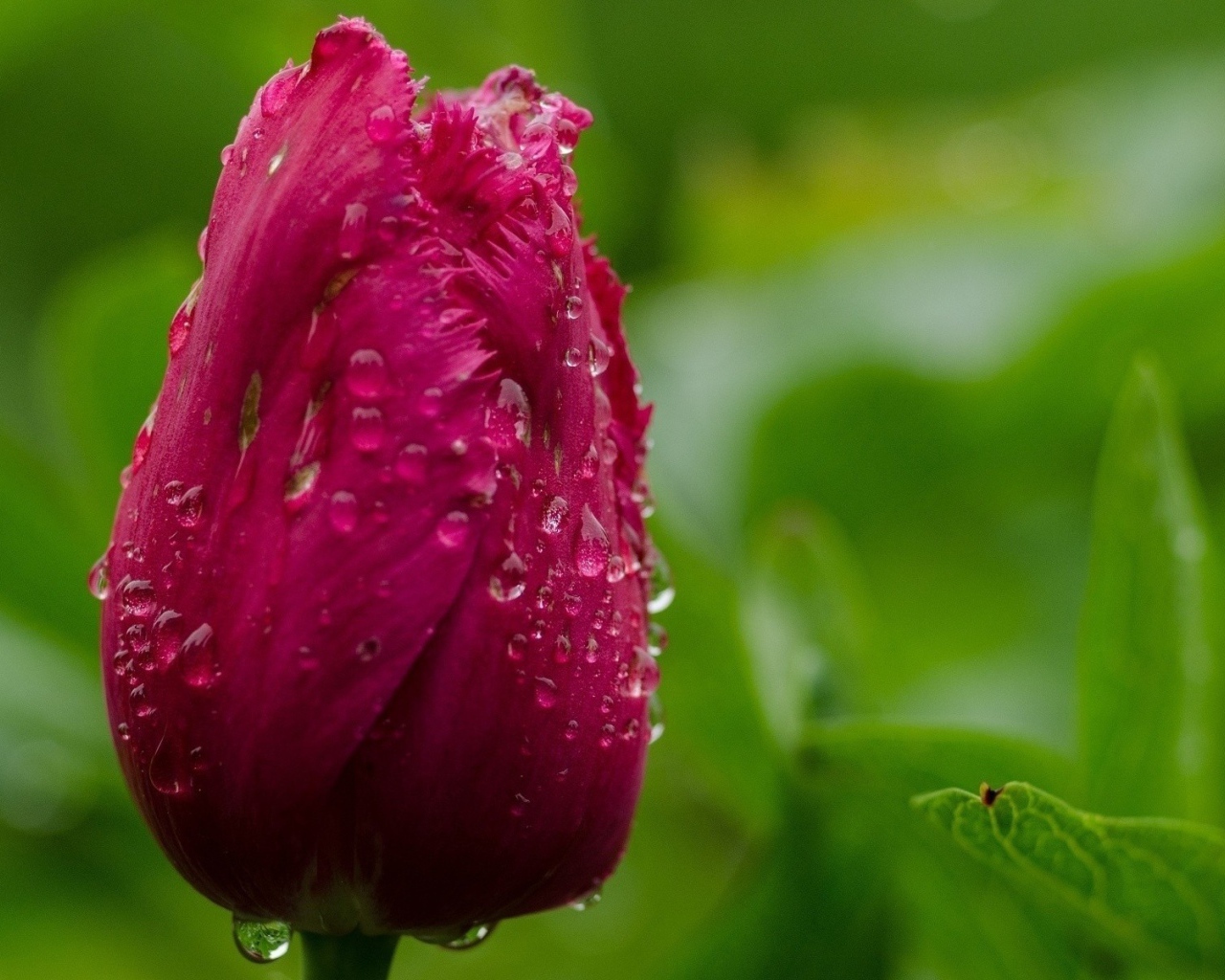 Капли воды на бутоне тюльпана