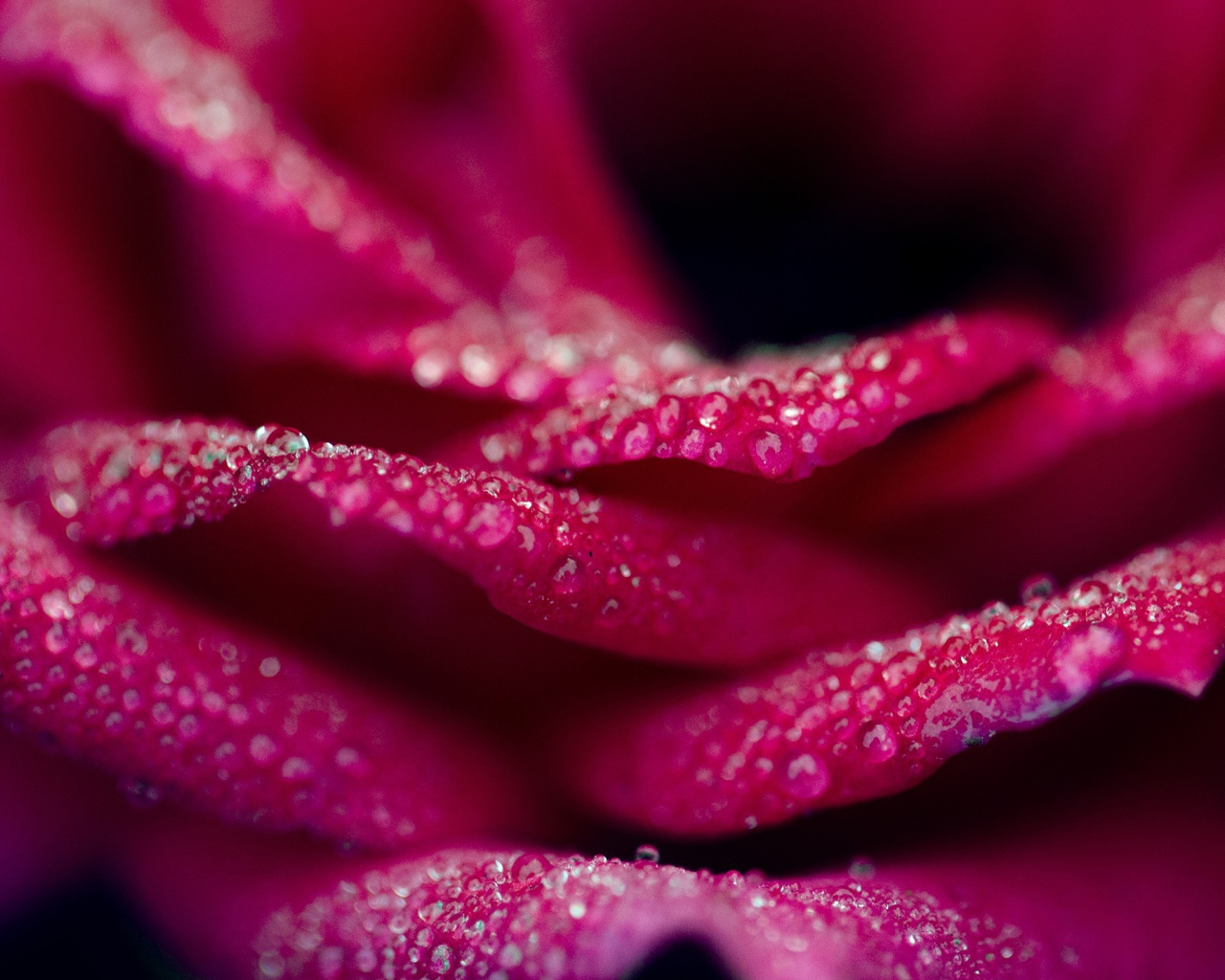 Капли на лепестках розовой розы