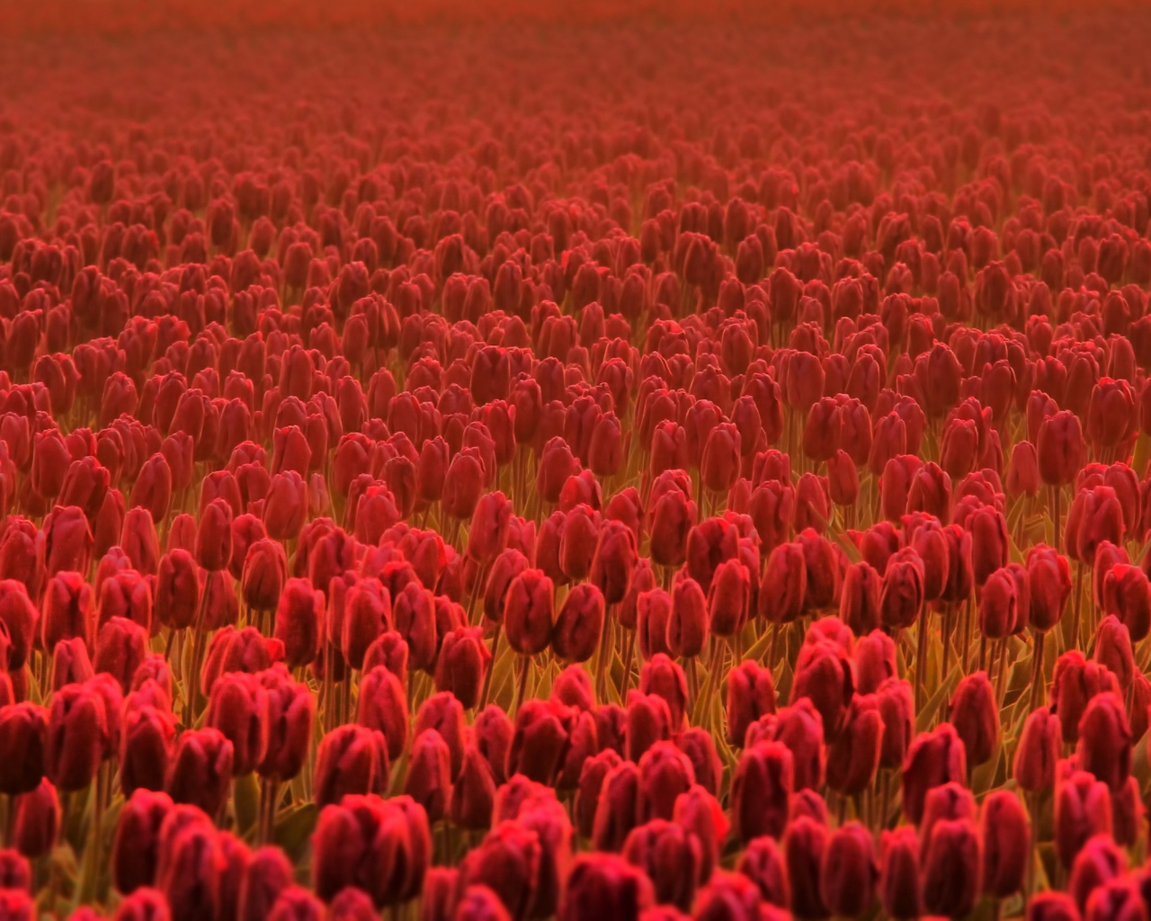 Поле красных тюльпанов в дымке