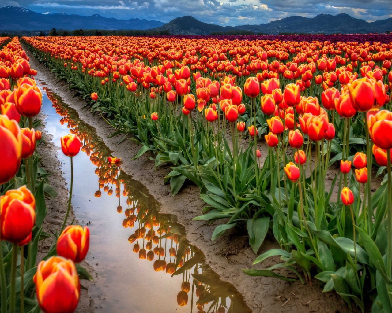 Поле тюльпанов после дождя