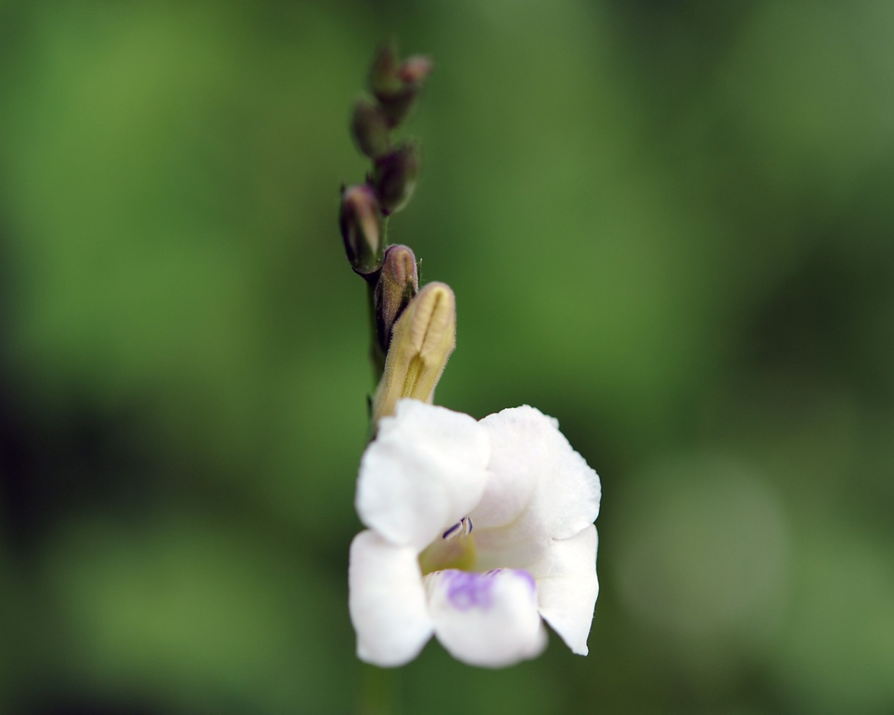 Цветок только что распустился