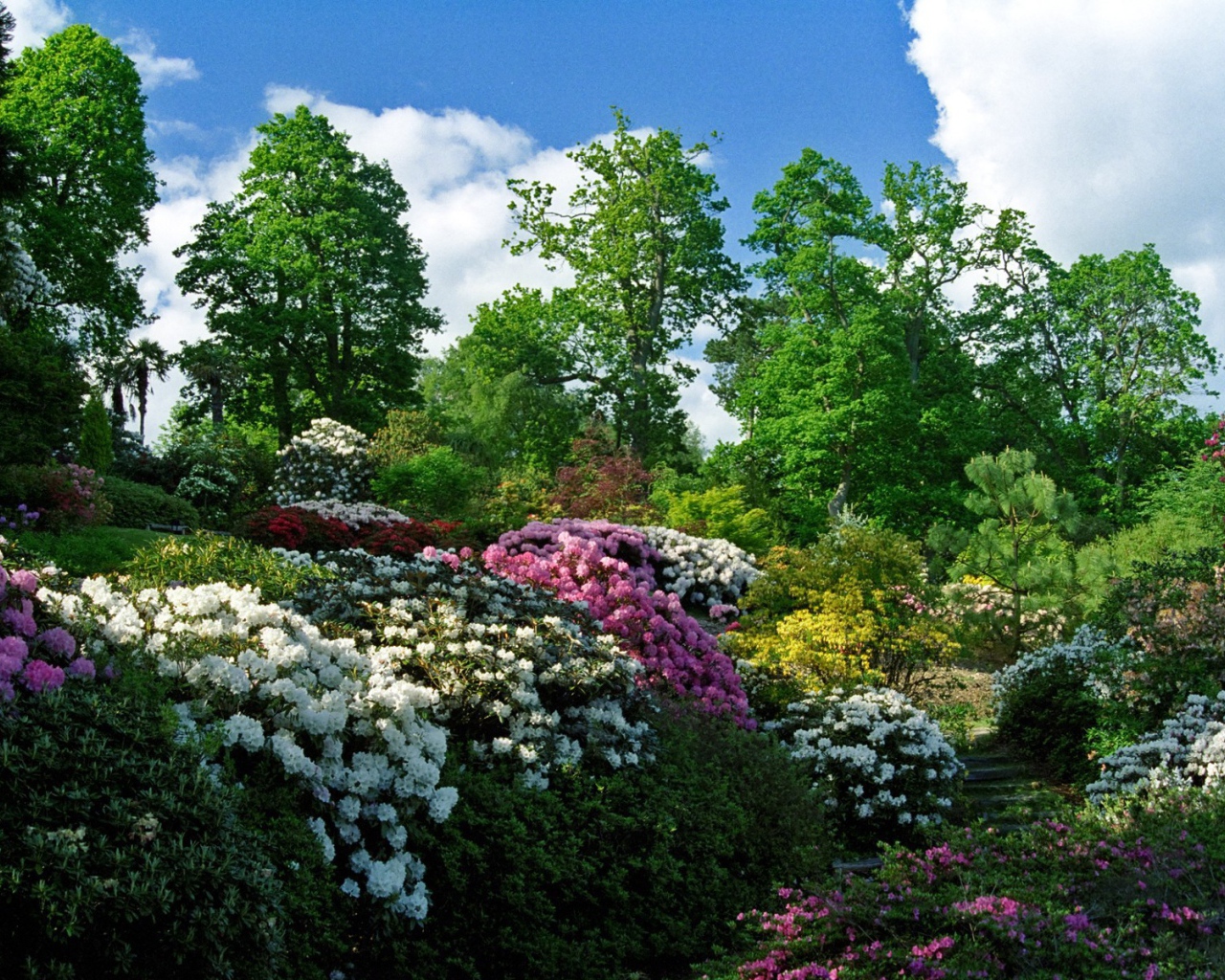Цветущие кусты в весеннем саду