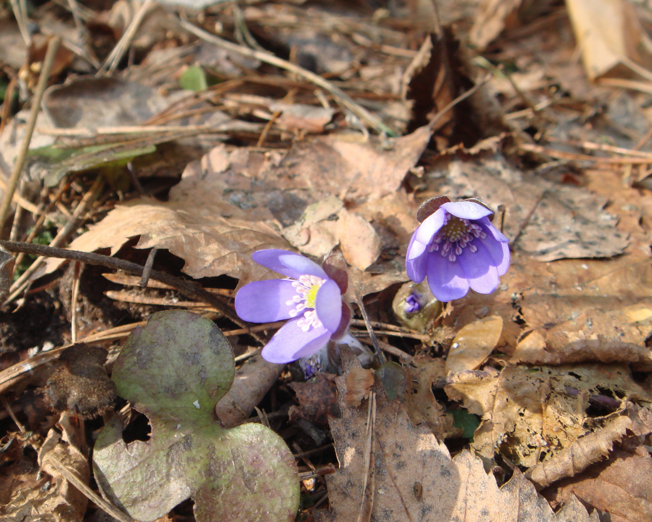 Цветки подснежники