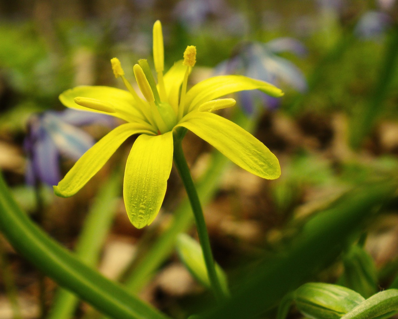 Зелено желтый цветок