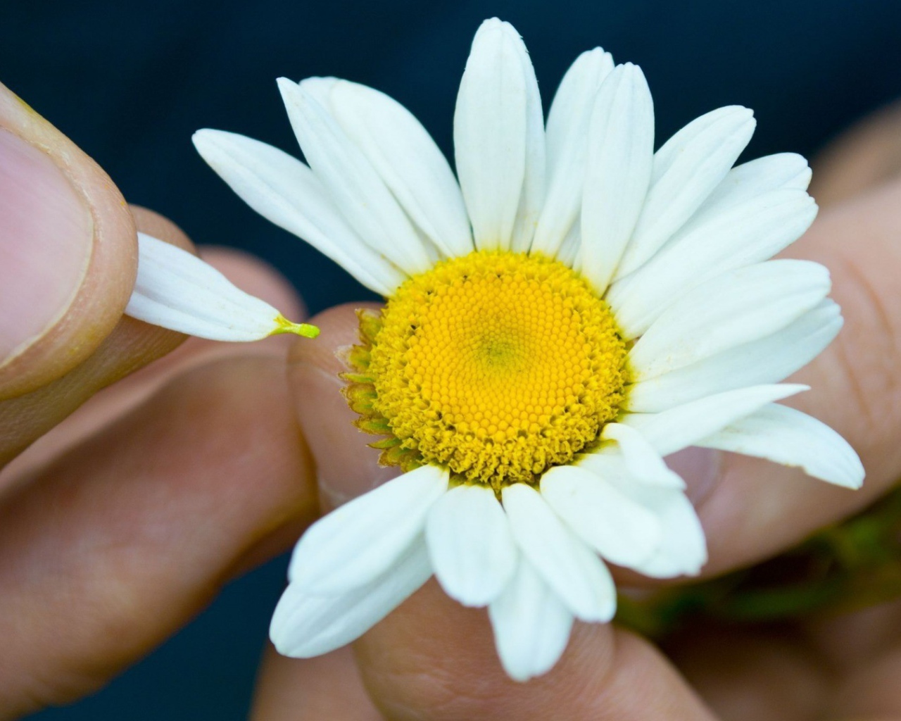 Гадание на цветке ромашки