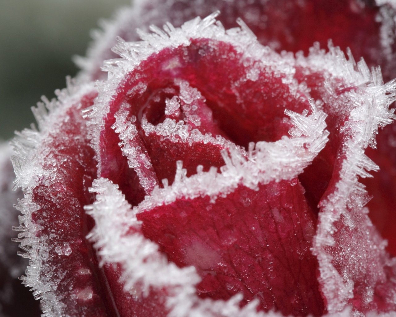 Иней на лепестках розы