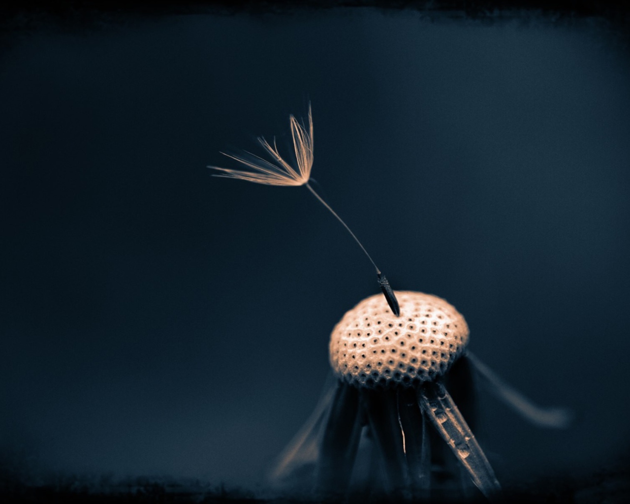 Последний зонтик на одуванчике