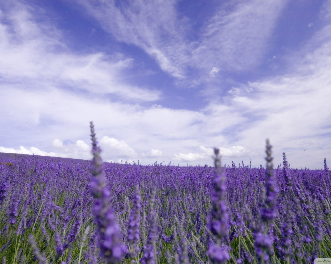 Цветы лаванды под облачным небом