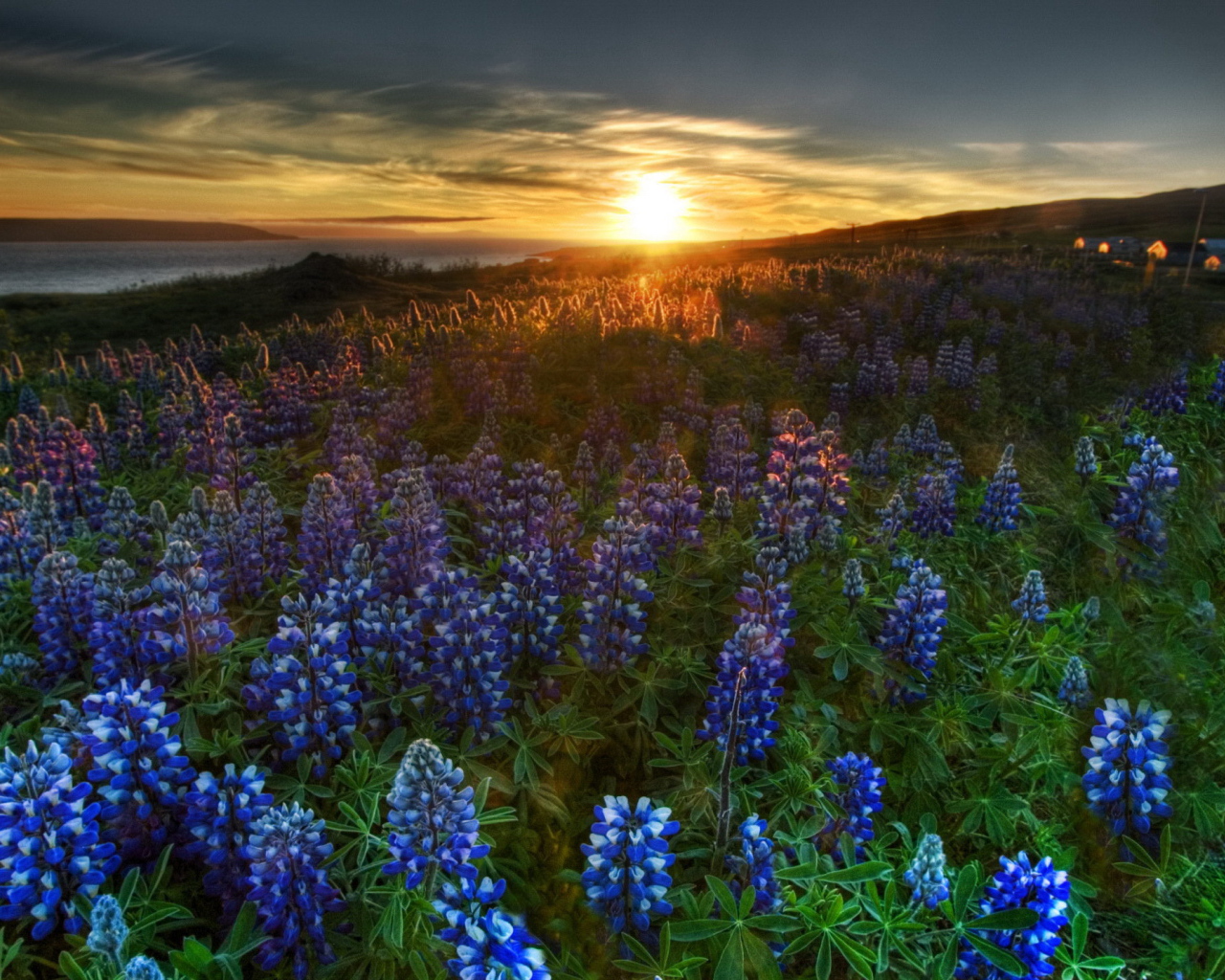 Люпин цветет на закате