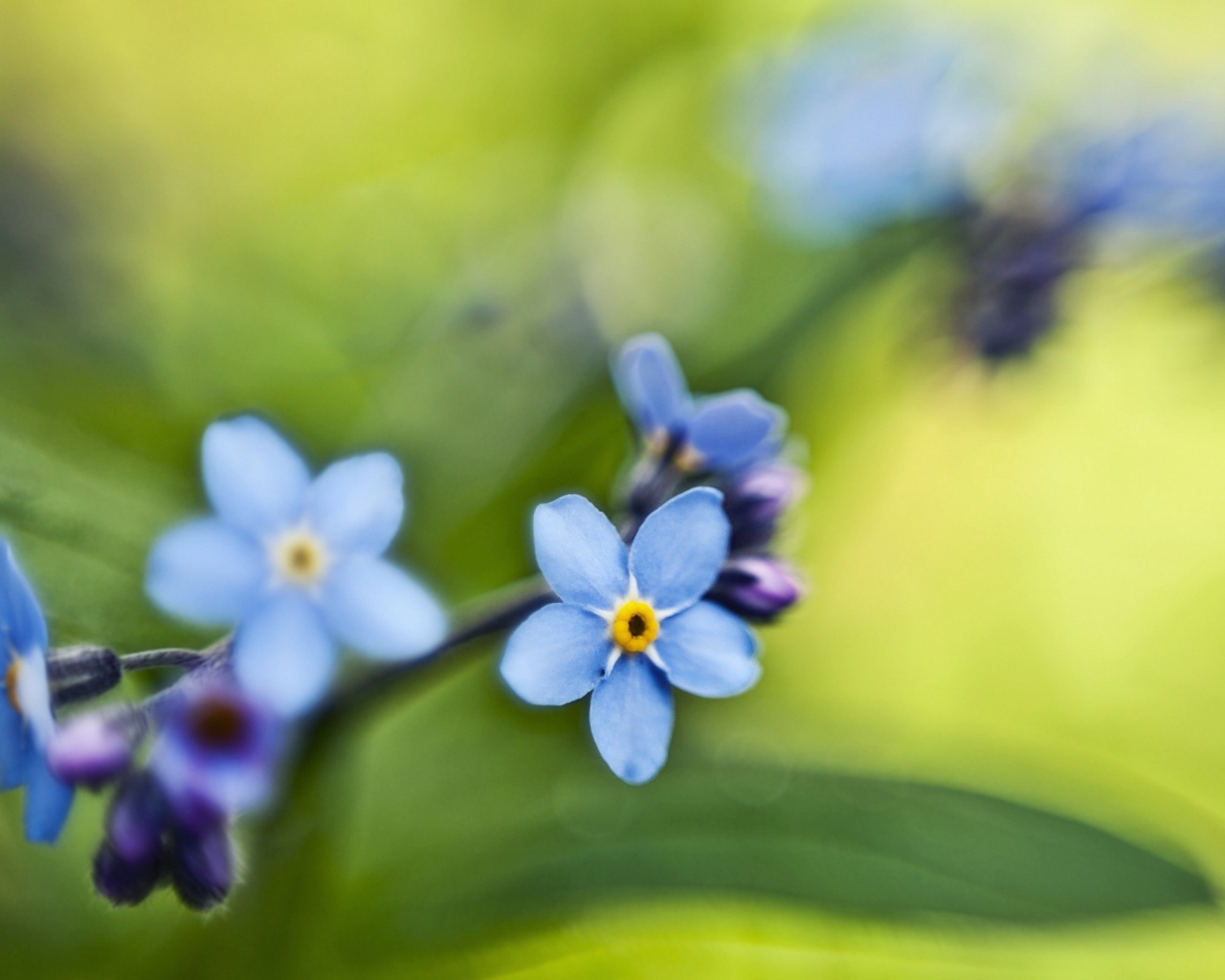 Незабудки на зеленом листе