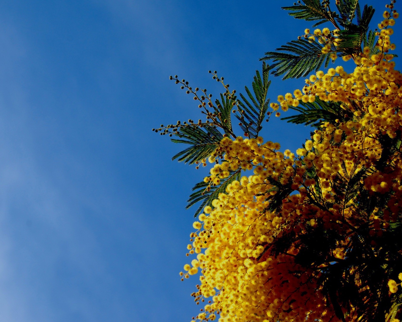 Цветы мимозы на фоне неба