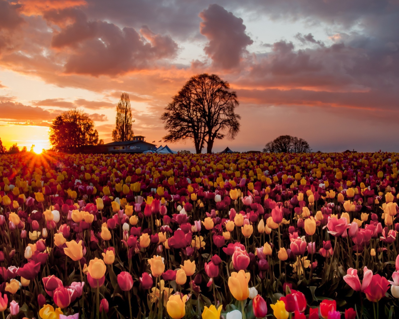 Смешанное поле с желтыми и розовыми тюльпанами