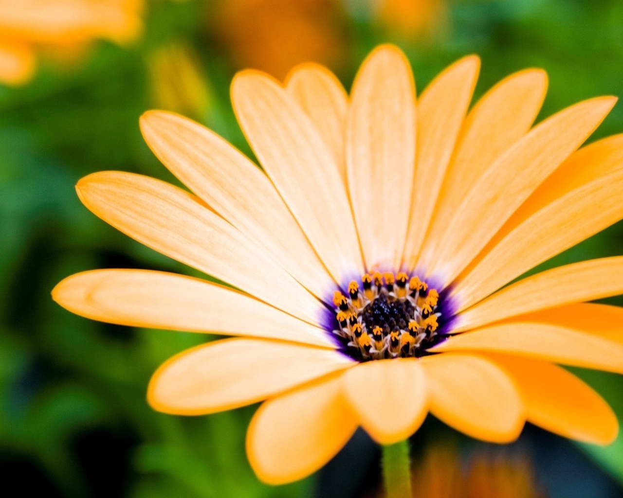 Оранжевый цветок распахнул бутон навстречу солнцу