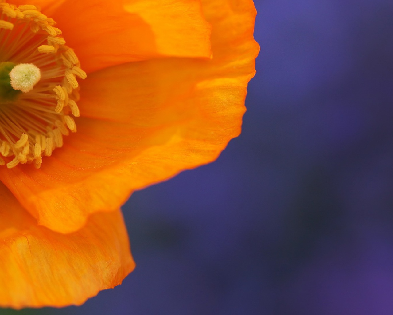 Оранжевый цветок на голубом фоне