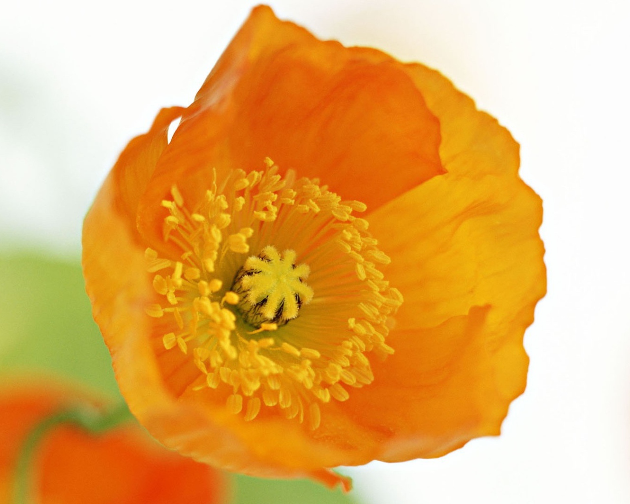 Оранжевый цветок на белом фоне