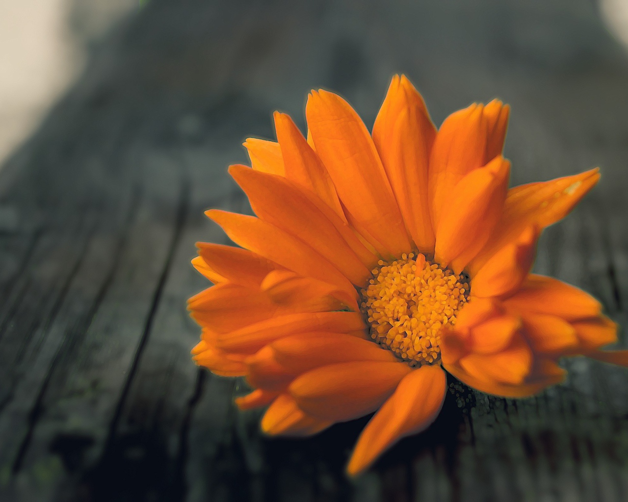 Оранжевый цветок на деревянной доске