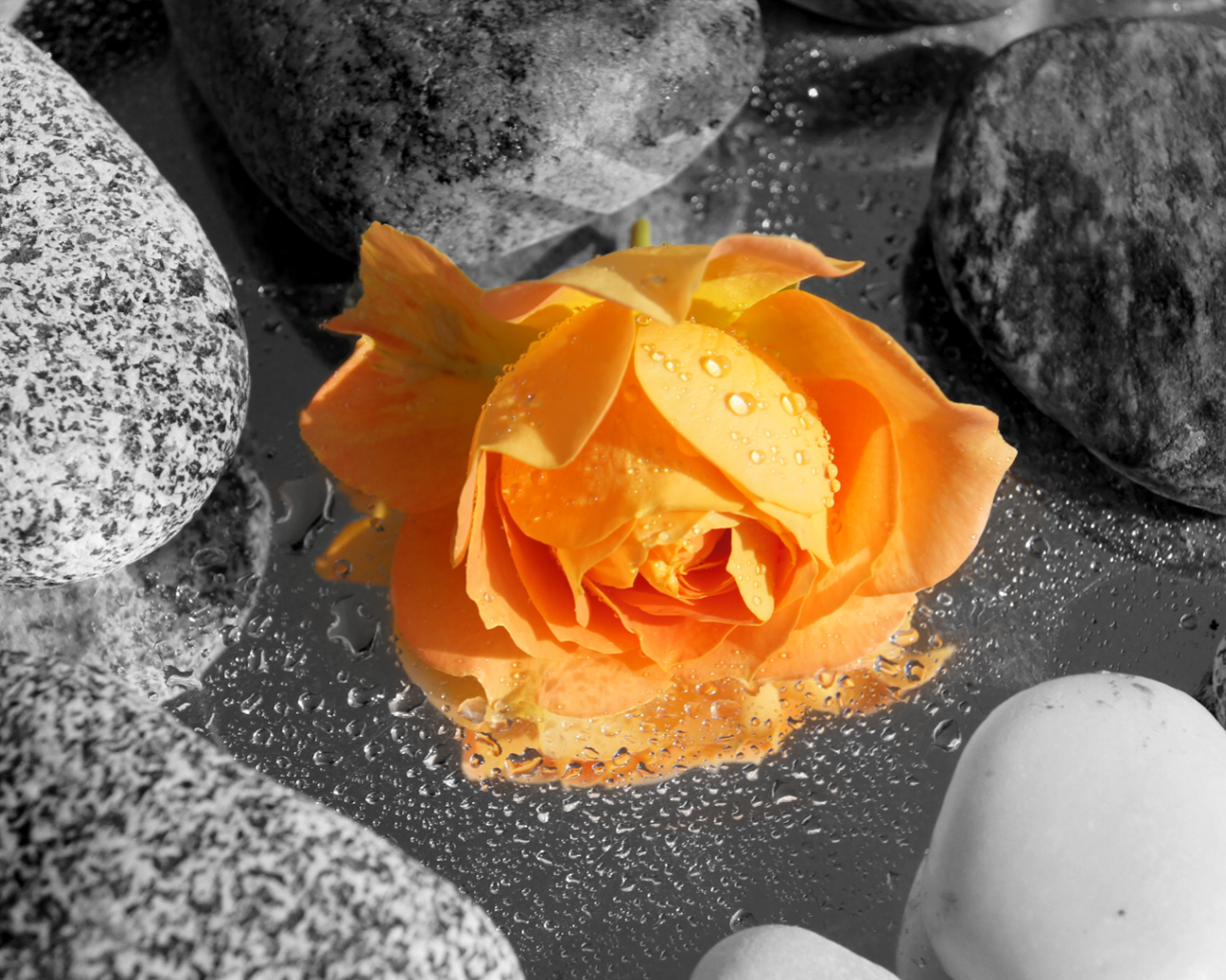 Оранжевая роза среди камней в воде