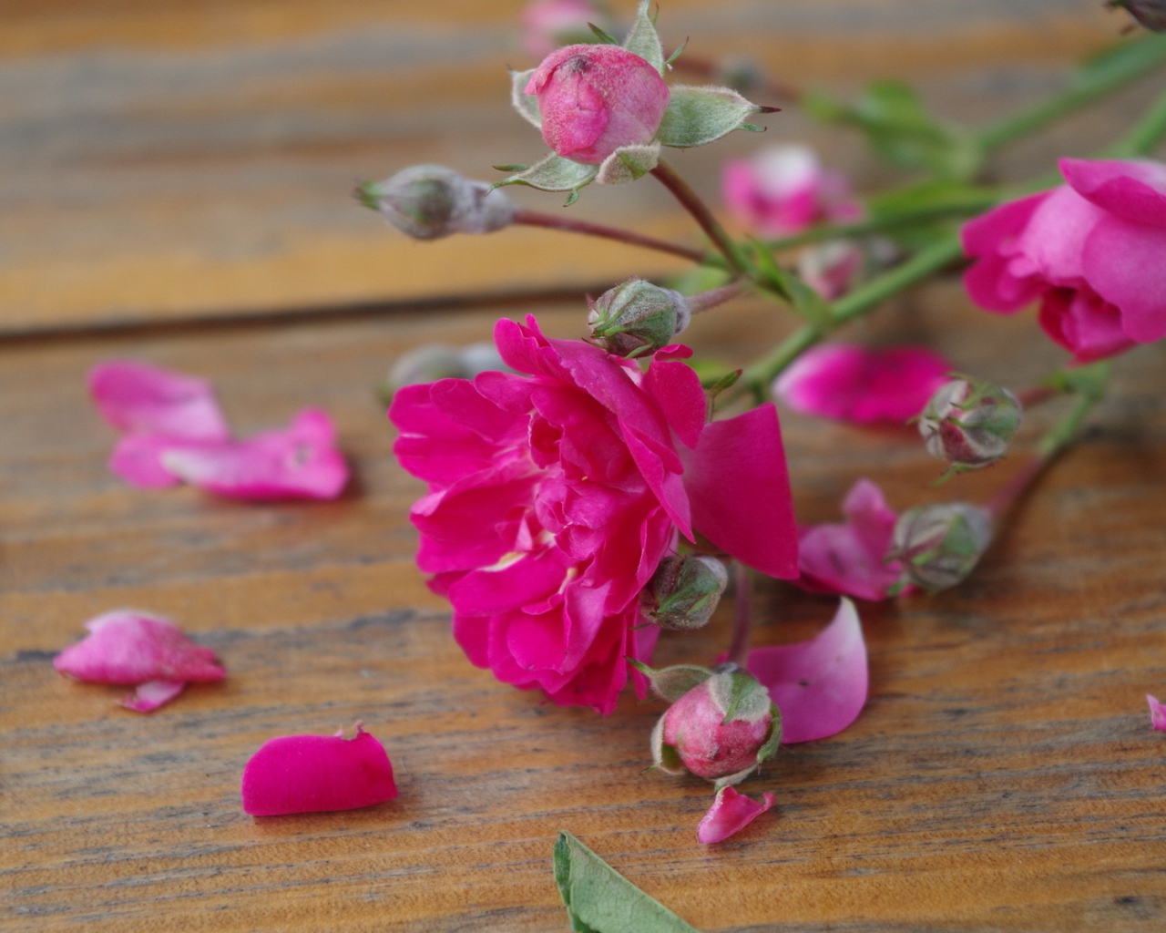 Розовый цветок среди лепестков на деревянной поверхности