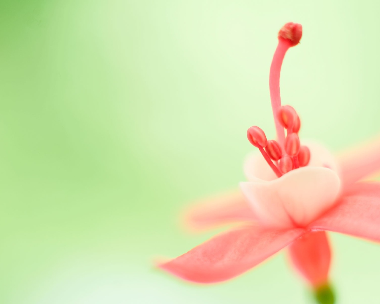 Тычинка розового цветка