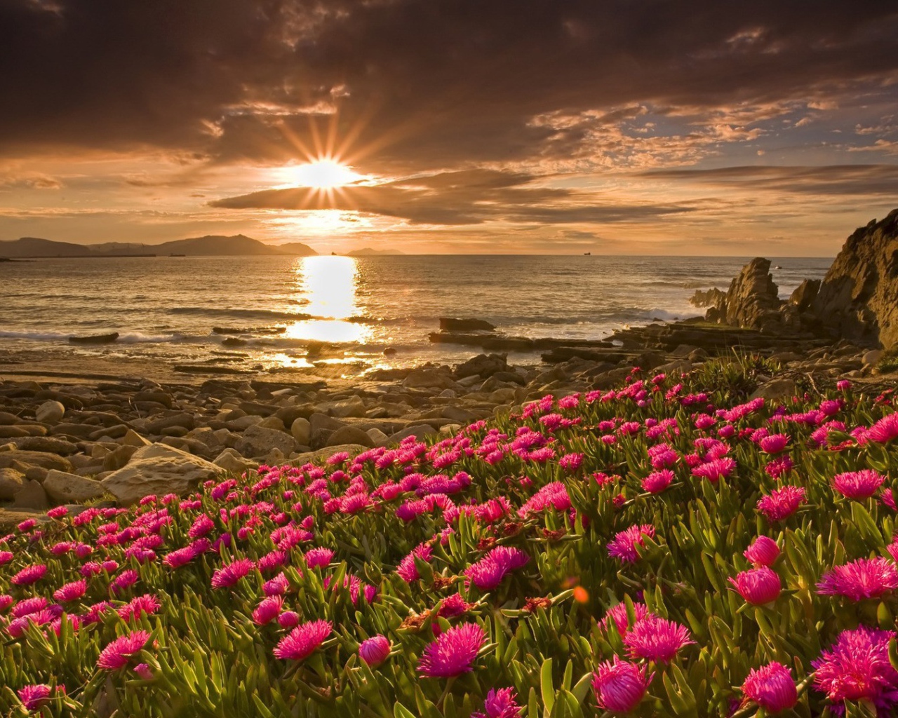 Розовые цветы у берега моря на закате